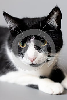 Studio portrait of a black and white cat