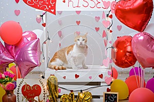 Studio portrait of cat with balloons and hearts