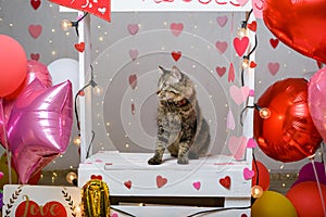 Studio portrait of cat with balloons and hearts