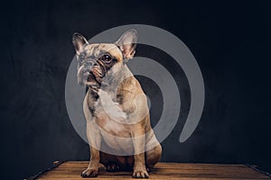 Studio portrait of a cute dog. Breed pug