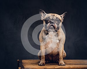 Studio portrait of a cute dog. Breed pug