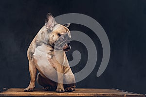 Studio portrait of a cute dog. Breed pug