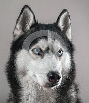 Studio portrait cute husky dog with blue eyes on gray background, close-up.