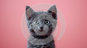 a studio portrait of a cute little british short hair kitten cat