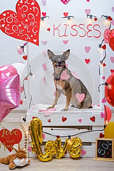 Studio portrait of dog with balloons and hearts