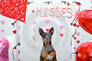 Studio portrait of dog with balloons and hearts