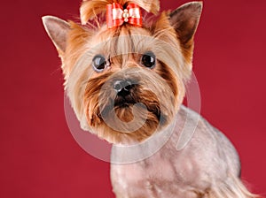 Studio portrait of the dog on a red background