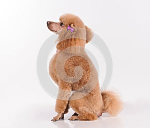 Studio portrait of the dog on a white background