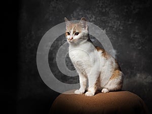 Studio portrait of domesti cat