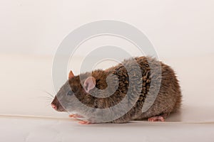 Studio portrait of a domestic rat