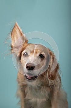 Studio portrait of friendly dog looking at camera with one ear up