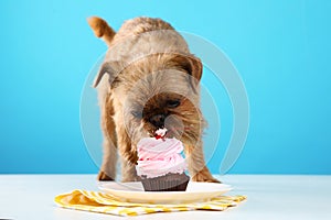 Studio portrait of funny Brussels Griffon dog eating tasty cupcake