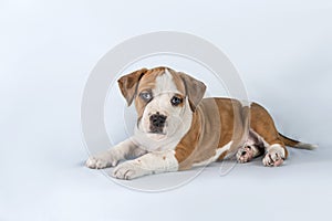 Studio portrait funny cute puppy American Staffordshire Terrier on light blue background, close-up