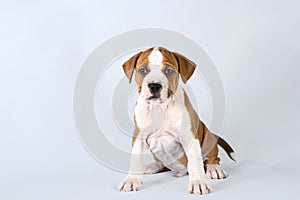 Studio portrait funny cute puppy American Staffordshire Terrier sitting on light blue background, close-up