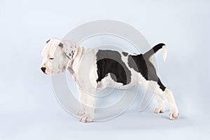 Studio portrait funny cute puppy American Staffordshire Terrier standing in rack on light blue background, close-up