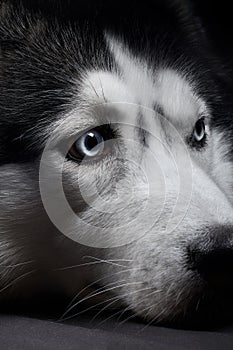Studio portrait gorgeous beautiful husky dog. Cute blue-eyed husky dog close-up on black background.