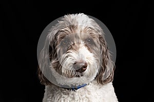 Studio portrait of a labradoodle.