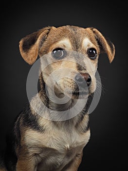 Studio portrait of a little puppy on a black background