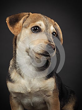 Studio portrait of a little puppy on a black background