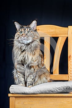 Studio portrait magnificent Maine Coon cat. Cat with long mustache and tassels on ears sits on chair on dark background.