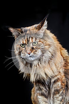 Studio portrait Maine Coon cat. Cat with long mustache and tassels on ears on black background.