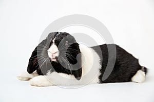 Studio Portrait Of Miniature Black And White Flop Eared Rabbit Lying On White Background