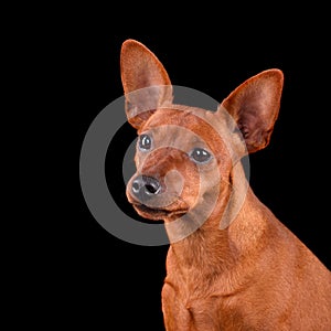 Studio portrait of Miniature Pinscher