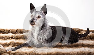 Studio-portrait of an old dog