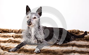 Studio-portrait of an old dog