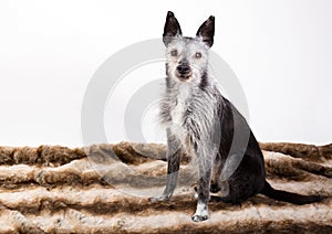 Studio-portrait of an old dog