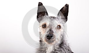 Studio-portrait of an old dog