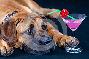 Studio portrait of puppy big dog Boerboel breed, ginger color with dark mask on its face, with vibrant pink cocktail neart.