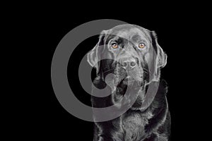 Studio portrait of a purebred Labrador retriever dog. A pet dog on a black background