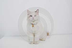 Studio portrait of a sitting ragdoll cat looking forward against a white background