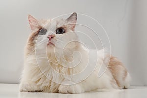 Studio portrait of a sitting ragdoll cat looking forward against a white background