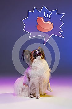 Studio portrait of a small yawning puppy Papillon