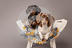Studio portrait of two dachshunds
