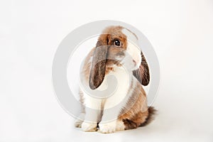 Studio Portrait Of Two Miniature Black And White Flop Eared Rabbits On White Background