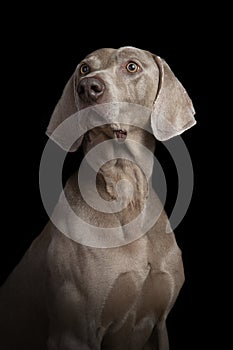 Studio portrait of a Weimaraner