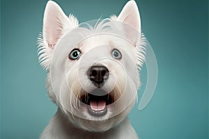 Studio portrait of a west highland white terrier dog, created with Generative AI technology