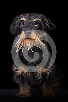 Studio portrit of a wire haired dachshund