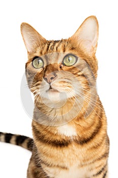 Studio shooting of Bengal cats, white background