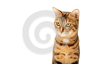 Studio shooting of Bengal cats, white background