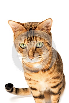 Studio shooting of Bengal cats, white background