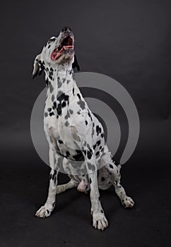 Studio Shooting with a Dalmatian Dog