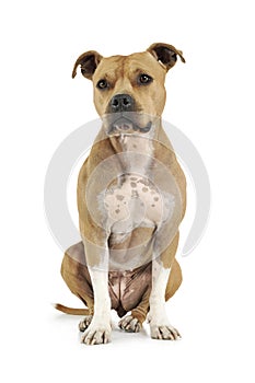 Studio shot of an adorable American Staffordshire Terrier sitting  and looking curiously at the camera