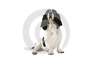 Studio shot of an adorable Basset hound