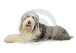 Studio shot of an adorable bearded collie