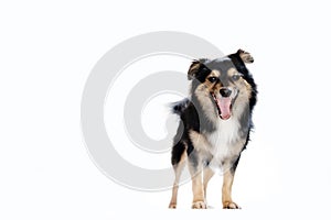 Studio shot of an adorable Border Collie standing in front of a white background.