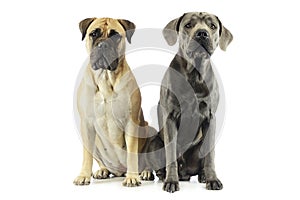 Studio shot of an adorable bull mastiff and a great dane